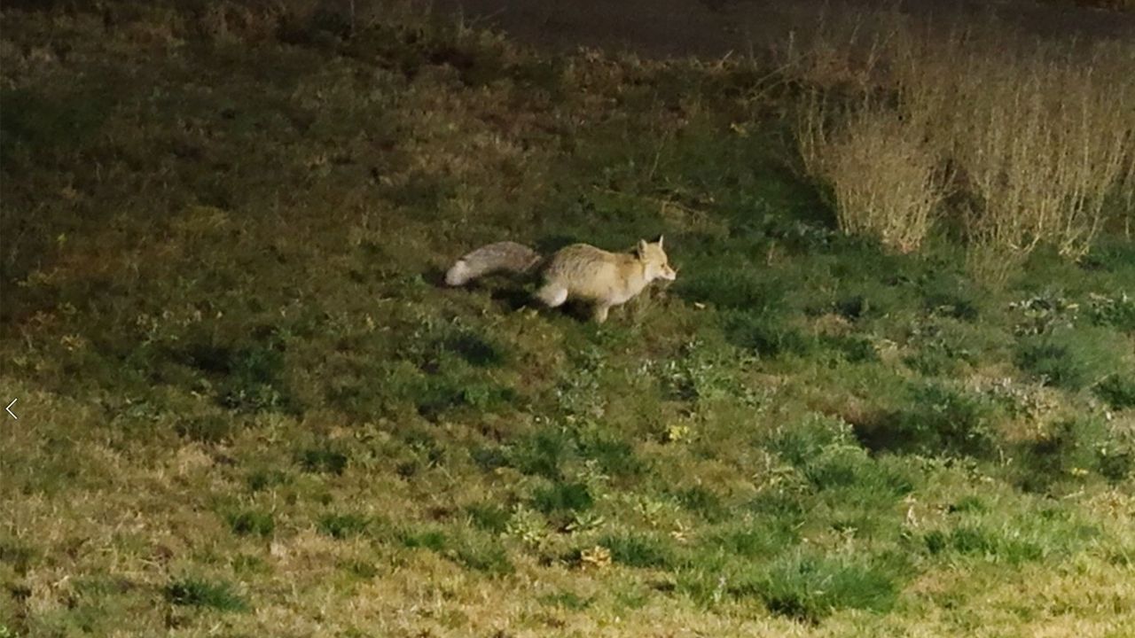 Bitlis'te kent merkezinde yiyecek arayan tilki kamerada