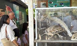 Caretta caretta müzesine ilgi