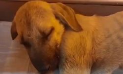 Sivas'ta yavru köpeğe sopayla şiddete para cezası