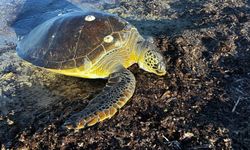 1 metre boyundaki 50 kiloluk caretta kıyıda ölü bulundu