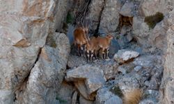 Munzur Dağları'ndaki yaban keçileri dron kamerasında