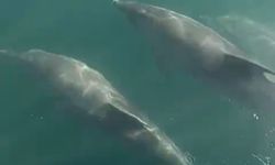 Teknesinin yanında yüzen yunusları görüntüledi