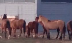 Aç kalan yılkı atları şehir merkezine indi