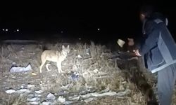 Arazide karşılaştığı kurdu eliyle besledi