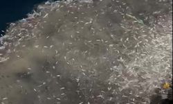 Çanakkale'de balıkçılar, avladıkları yüzlerce kasa yavru balığı denize bıraktı