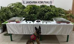 Çiftliğinde esrar ve kenevir ele geçirilen avukat beraat etti, 2 çalışanı 14'er yıl 9'ar ay ceza aldı