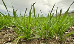 Edirne'de kuraklık nedeniyle üretici ayçiçeğinden uzaklaşıp, buğday ekimine yöneldi