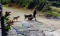Evin bahçesindeki köpeği çaldı; o anlar kamerada