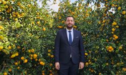 Hatay'da dalında kalan mandalinadan meyve suyu üretilecek