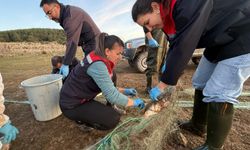 Hayalet ağa takılan 500 balık, canlı olarak kurtarıldı