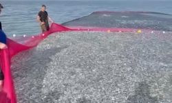 İznik Gölü'nde tek seferde 21 ton gümüş balığı yakalandı