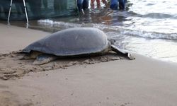 'Lansinoh'un rotasını 25 bin kişi görüntüledi