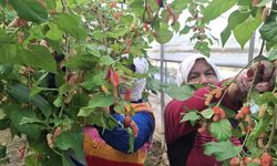 Mersin'de karadut hasadı başladı; yüzde 70'i ihraç ediliyor