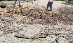 Üzerine ağaç devrilen belediye temizlik işçisi öldü