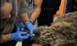 Yaralı bulunan bozayı, tedaviye alındı