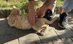 'Yolcu' isimli kedi, tedavi edildiği dolmuş durağının maskotu oldu