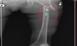 Arkadaşını öldürüp, yaraladığı sevgilisini 21 gün boyunca evinde tutan sanığa müebbet ile 70 yıl hapis