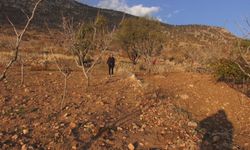 Batman’da fıstığa alternatif olarak ektiği safrandan yüksek verim aldı