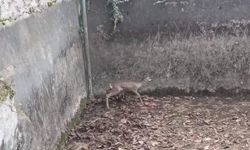 Boş sulama havuzuna düşen yavru karacayı itfaiye kurtardı