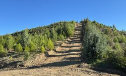 Dalaman'da yanan alanlar tekrar yeşerdi / Ek fotoğraflar