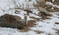 Dron sesinden tedirgin olan kızıl tilki, yuvasını terk etmedi