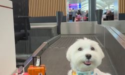 Dünya turundaki köpek ‘Tofu’ İstanbul Havalimanı’nda