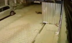 İstanbul- Fatih'te 'dur' ihtarına uymayan sürücü bekçiye çarpıp kaçtı