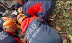 Kestiği ağacın çarpması sonucu yaralandı