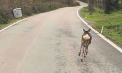 Öğrenci servisinin önünden gidip, korkuluklardan atlayan karaca kamerada