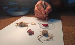 Türkiye kıyılarında ilk kez Hint-Pasifik kökenli ‘Liomera rugipes’ adlı yengeç görüldü