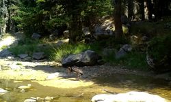 Türkiye'de nadir görülen karaleylek fotokapana yansıdı