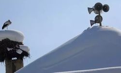 Yüksekova'da 23 yıldır göç etmeyen leyleklere yenileri eklendi