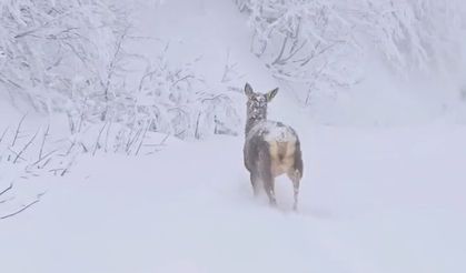 Karlı havada kızılgeyikler görüntülendi