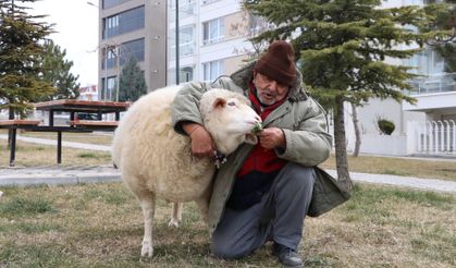Kuzuyken aldı, 4 yıldır yanından ayrılmıyor