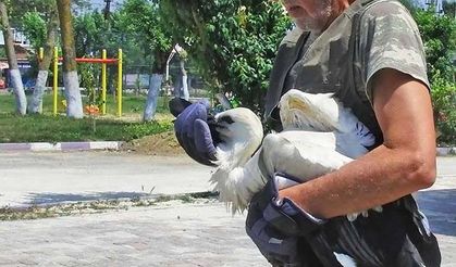 Leylek mevsimi başladı