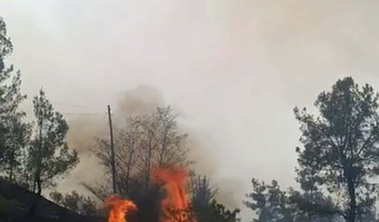 Denizli'de orman yangını