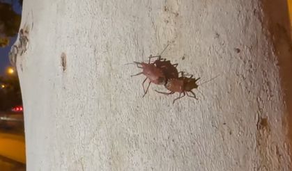 Diyarbakır'da da görülen istilacı türe karşı biyolojik mücadele çağrısı