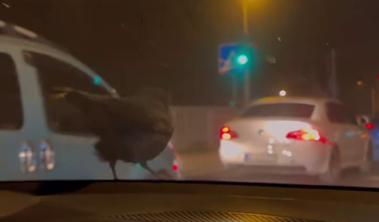 Kızının otomobili ile eve kadar gelen kargayı sahiplendi