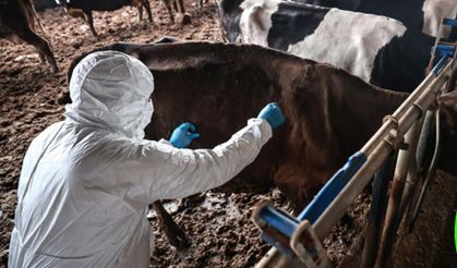 Bolu'da 1 aylık şap karantinası sona erdi