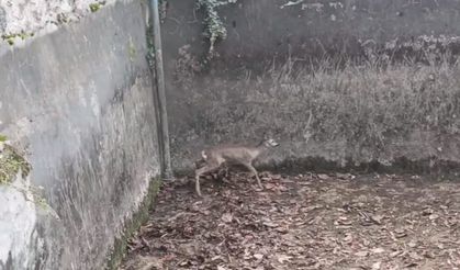 Boş sulama havuzuna düşen yavru karacayı itfaiye kurtardı