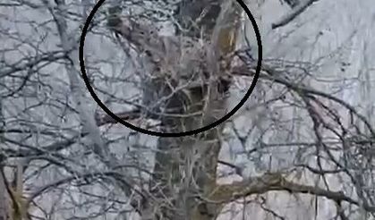 Nesli tehlike altında olan vaşak, ağaçta görüntülendi