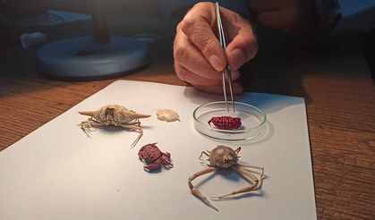 Türkiye kıyılarında ilk kez Hint-Pasifik kökenli ‘Liomera rugipes’ adlı yengeç görüldü