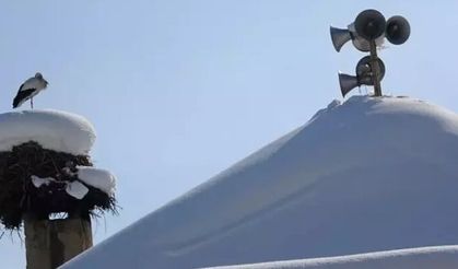 Yüksekova'da 23 yıldır göç etmeyen leyleklere yenileri eklendi