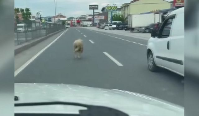 Kaçan kurbanlık koyun kara yoluna çıktı