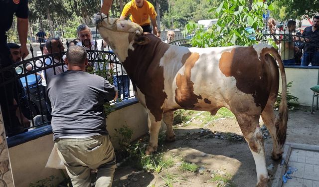 Bahçelievler’de pencerenin boşluğuna düşen boğa kurtarıldı