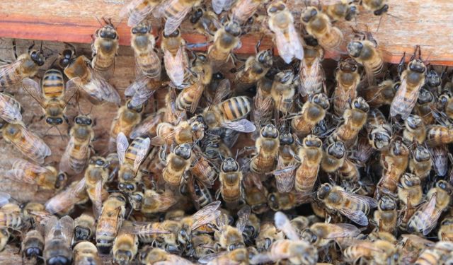 AB tescilli Bingöl balında sağım başladı