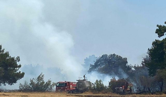 Çanakkale'de orman yangını