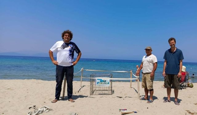 Didim'de caretta carettalar son yumurtalarını bırakmak için sahile çıkıyor