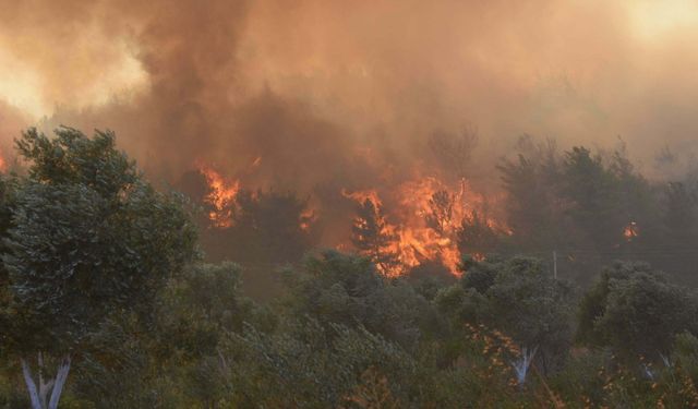 'İzmir'de yanan bölgelerde minimum 30 kuş türü etkilendi'