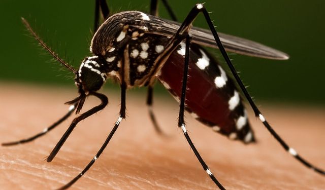 Prof. Dr. Özlü: ‘Chikungunya’ virüsü için yakın bir tehdit söz konusu değil